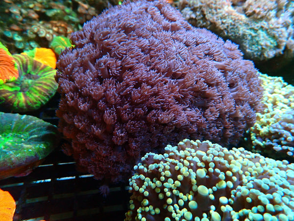 Large Purple Goni Display piece