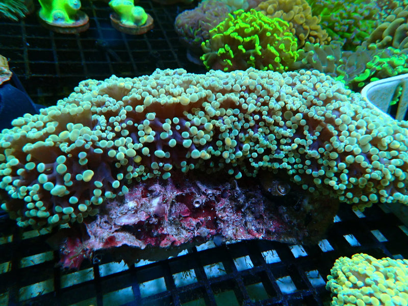 WA Frogspawn Gold/green XL