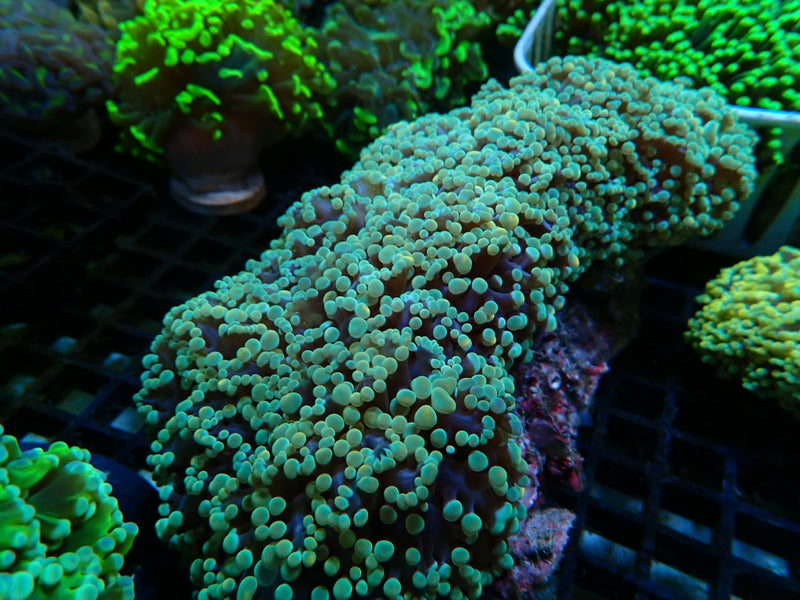 WA Frogspawn Gold/green XL