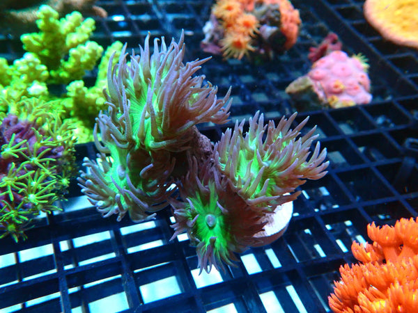 Duncan Finger coral