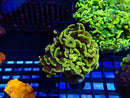 Monsoon Aquatics New Rare Ultra Hammer Frag