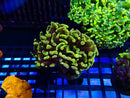 Monsoon Aquatics New Rare Ultra Hammer Frag
