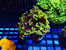 Monsoon Aquatics New Rare Ultra Hammer Frag