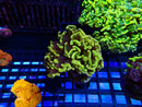 Monsoon Aquatics New Rare Ultra Hammer Frag