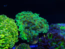 Monsoon Aquatics Ultra Hammer Frag