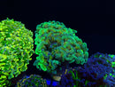 Monsoon Aquatics Ultra Hammer Frag