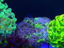 Monsoon Aquatics Hammer Frag