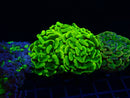 Monsoon Aquatics Ultra Branching Hammer