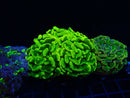 Monsoon Aquatics Ultra Branching Hammer