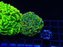 Monsoon Aquatics Hot Mess Branching Hamer