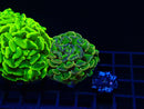 Monsoon Aquatics Hot Mess Branching Hamer