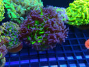Monsoon Aquatics Stash Hammer