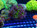 Monsoon Aquatics Stash Hammer