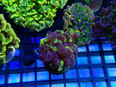 Monsoon Aquatics Wall Hammer Frag Molten Yellow