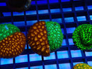 Monsoon Aquatics Leptastrea Duo Frag