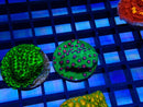Monsoon Aquatics Cyphastrea Frag 'Strawberry Fields'