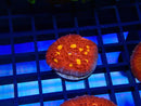 Monsoon Aquatics Oxypora Frag
