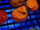 Monsoon Aquatics Oxypora Frag
