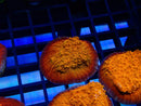 Monsoon Aquatics Oxypora Frag