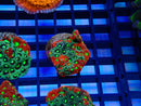 Monsoon Aquatics War Coral Frag