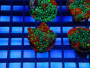 Monsoon Aquatics War Coral Frag