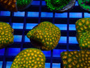 Monsoon Aquatics Leptastrea