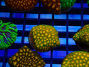 Monsoon Aquatics Leptastrea