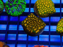 Monsoon Aquatics Leptastrea