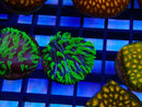 Monsoon Aquatics Fungia disk Frags