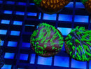 Monsoon Aquatics Fungia disk Frags
