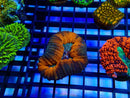 Monsoon Aquatics Lobo Frag