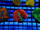 Monsoon Aquatics Symphyllia Frag