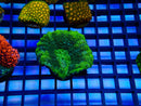 Monsoon Aquatics Lobo Frag bright green