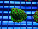 Monsoon Aquatics Ultra Favia Frag