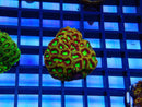 Monsoon Aquatics Ultra Favia Frag