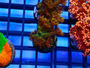 NEW Rare Ultra Goni Frag (unnamed)