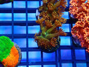 NEW Rare Ultra Goni Frag (unnamed)