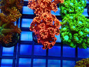 Red Goni Frag