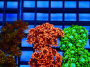 Red Goni Frag