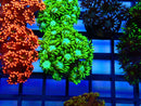 Green Goni Frag