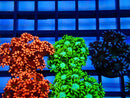 Green Goni Frag