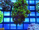Green Goni Frag Unique