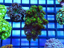 Green Goni Frag Unique