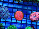 Monsoon Aquatics Red/Pink Goni Frag