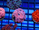 Monsoon Aquatics Pink Goni Frag