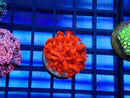Monsoon Aquatics Red Goni Frag