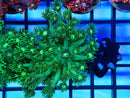 Monsoon Aquatics Goni Frag