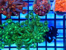 Monsoon Aquatics Goni Frag