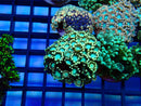 Monsoon Aquatics Alveopora Frag Pink/Ultra