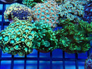 Monsoon Aquatics Alveopora Frag Green